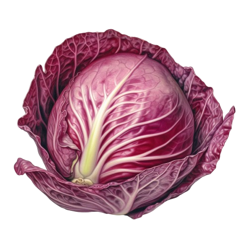 Red Cabbage